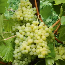 Weinreben-Kollektion (x4) - Vielfältige Geschmacksrichtungen