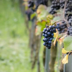 Weinrebe Pinot - Eigene Trauben ganz einfach