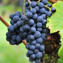 Weinrebe ‘Triomphe d’Alsace’ - Eigene Trauben leicht gemacht