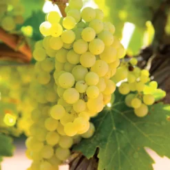 Weinrebe ‘Vroege van der Laan’ - Süße Trauben schon im August