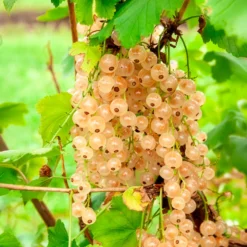Weisse Johannisbeere auf Stamm - Beeren ernten auf Augenhöhe