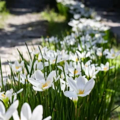 Weisse Windblume - Weiße Blüten den ganzen Spätsommer