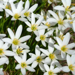 Weisse Windblume - Weiße Blüten den ganzen Spätsommer