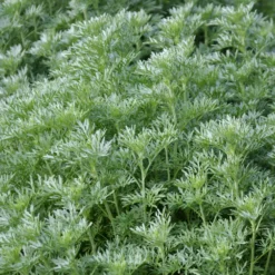 Wermut - Silbriges Laub sofort im Beet