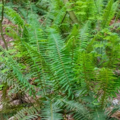 Westlicher Schwertfarn - Immergrün, sofort schön