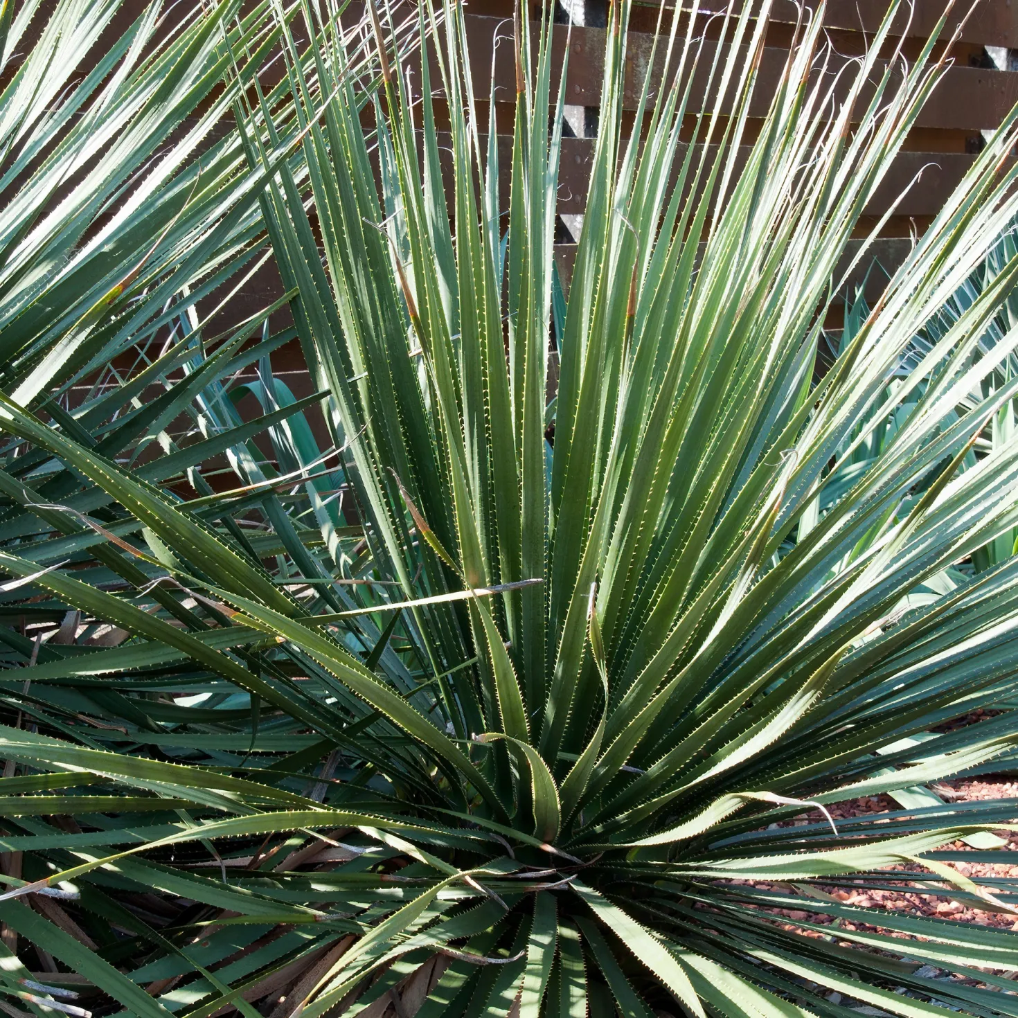 Wheeler-Dasylirion - Wüstenlook, winterhart