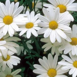 Wiesen Chrysantheme Alaska - Weiße Blüten den Sommer lang