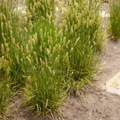 Wiesen-Fuchsschwanz ‘Aureovariegatus’ - Goldgelbes Gras, sofort schön