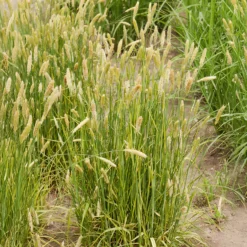 Wiesen-Fuchsschwanz ‘Aureovariegatus’ - Goldgelbes Gras, sofort schön