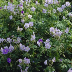 Wiesengeranie Mrs. Kendall Clark - Zarte Blüten, robuste Pflanze