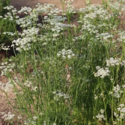 Wiesen-Kümmel - Würze frisch aus dem Garten