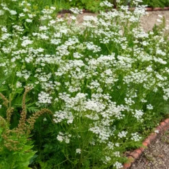 Wiesen-Kümmel - Würze frisch aus dem Garten