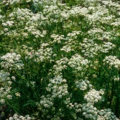 Wiesen-Kümmel - Würze frisch aus dem Garten