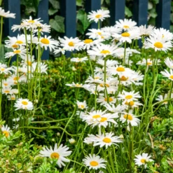 Wiesen-Margerite - Weiße Blüten den ganzen Sommer