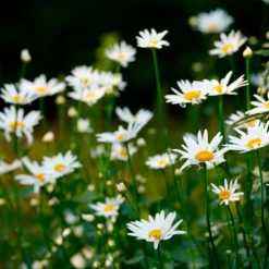 Wiesen-Margerite - Weiße Blüten den ganzen Sommer