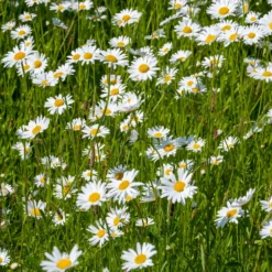 Wiesen-Margerite - Weiße Blüten den ganzen Sommer