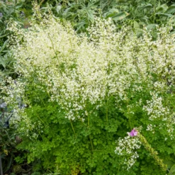 Wiesenraute ‘Album’ - Wolke aus weißen Blüten