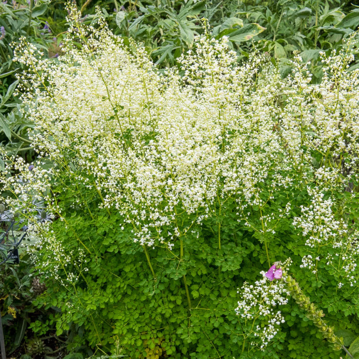 Wiesenraute ‘Album’ - Wolke aus weißen Blüten