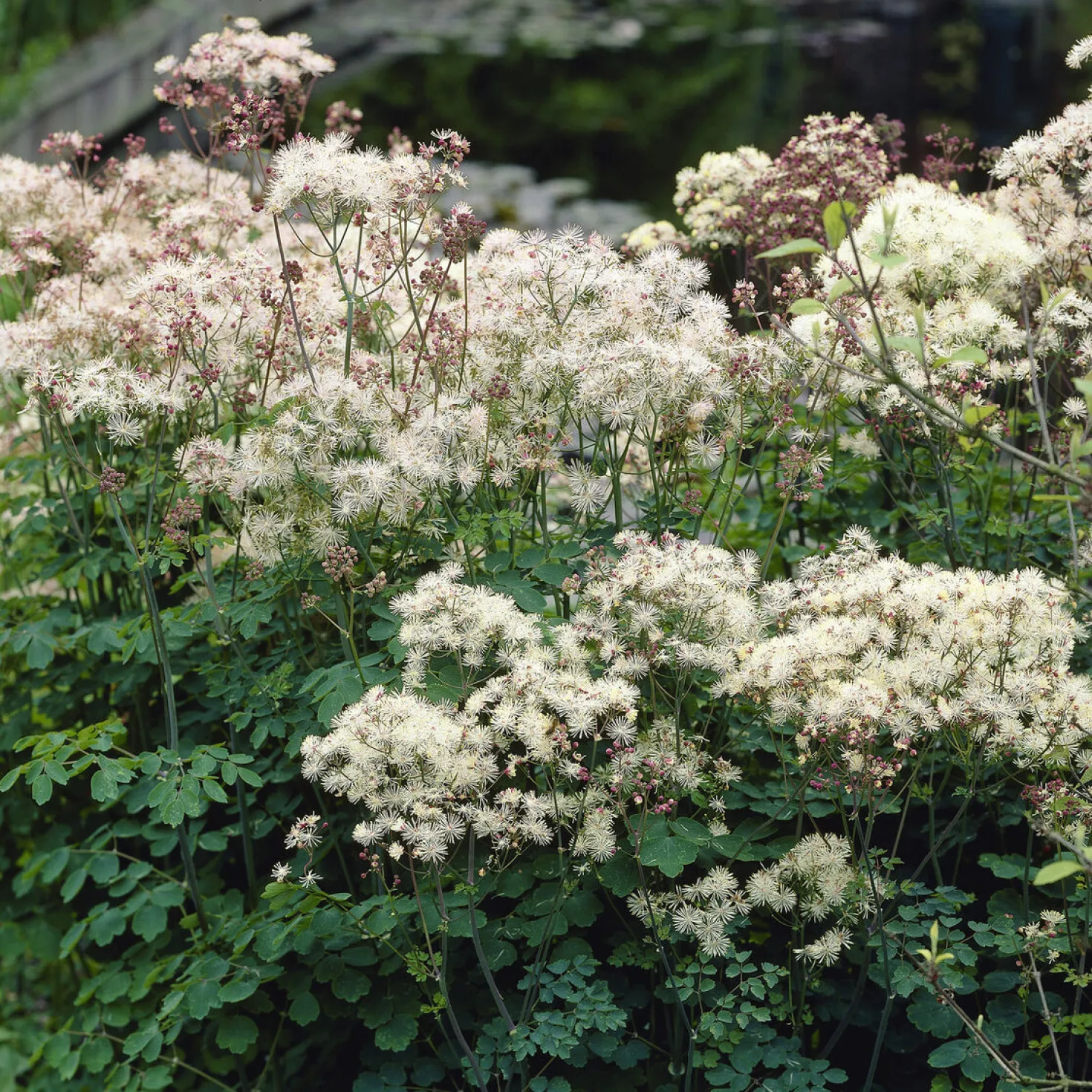 Wiesenraute ‘Album’ - Wolke aus weißen Blüten