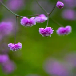 Wiesenraute ‘Hewitt’s Double’ - Zarte Wolke aus Rosa