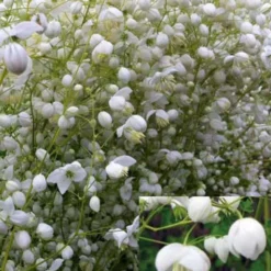 Wiesenraute ‘Splendide White’ - Weiße Wolken bis 175 cm