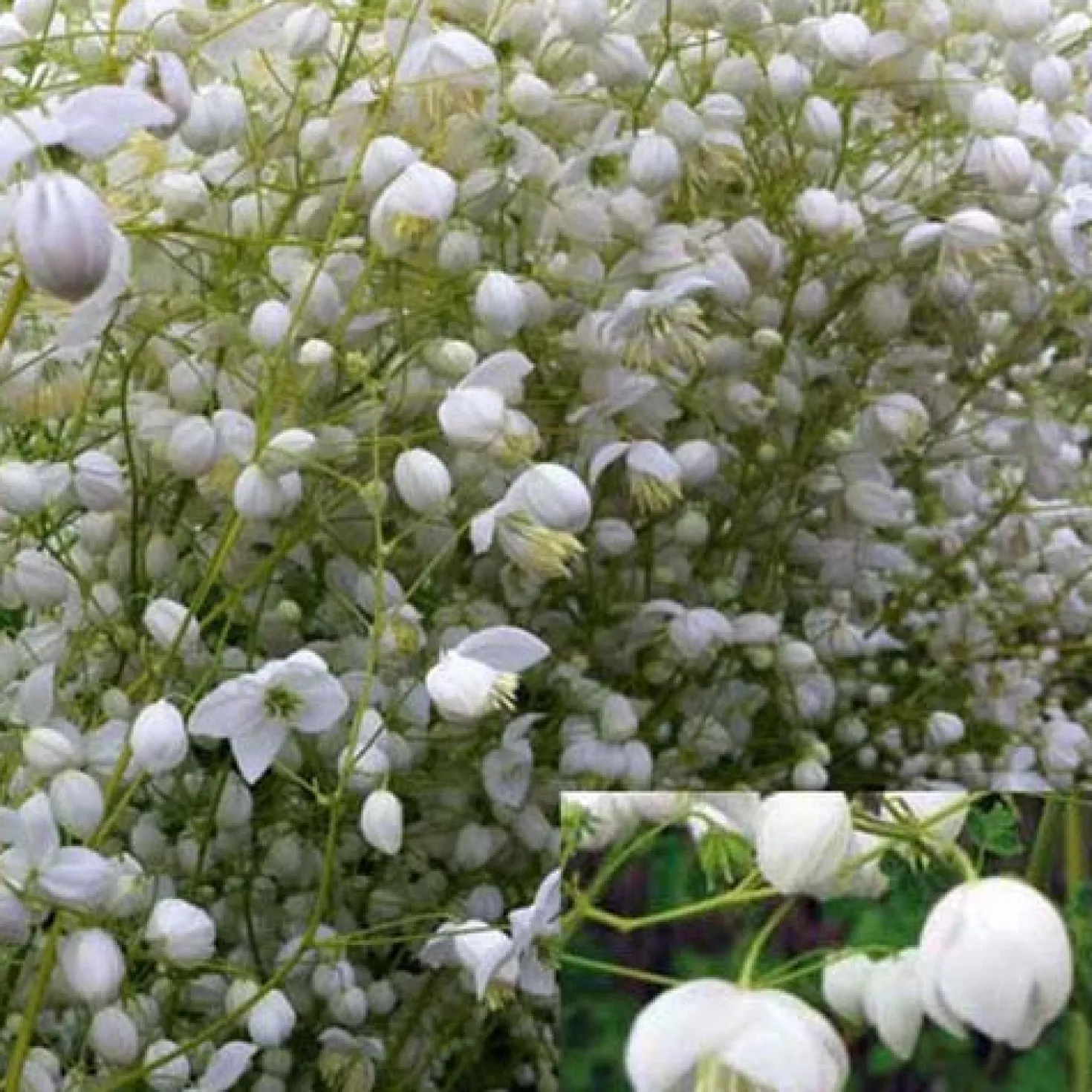 Wiesenraute ‘Splendide White’ - Weiße Wolken bis 175 cm