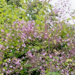 Wiesenraute ‘Splendide’ - Zarte Wolke aus Rosa