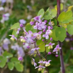 Wiesenraute ‘Splendide’ - Zarte Wolke aus Rosa