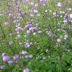 Wiesenraute ‘Splendide’ - Zarte Wolke aus Rosa