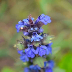 Wiesensalbei - Bienenmagnet ganz einfach