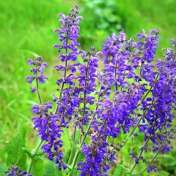 Wiesensalbei - Bienenmagnet ganz einfach