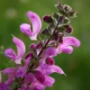 Wiesensalbei Sweet Esmeralda - Rosa Blüten den ganzen Sommer