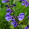 Wiesensalbei Twilight Serenade - Bienensummen im Sommer