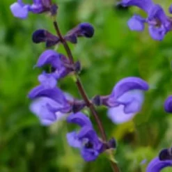 Wiesensalbei Twilight Serenade - Bienensummen im Sommer