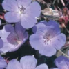 Wiesen-Storchschnabel - Blau blüht den ganzen Sommer