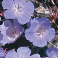 Wiesen-Storchschnabel - Blau blüht den ganzen Sommer