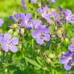 Wiesen-Storchschnabel - Blau blüht den ganzen Sommer