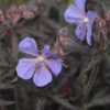 Wiesen-Storchschnabel ‘Midnight Reiter’ - Dunkles Laub, violette Blüten