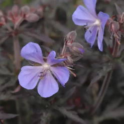 Wiesen-Storchschnabel ‘Midnight Reiter’ - Dunkles Laub, violette Blüten