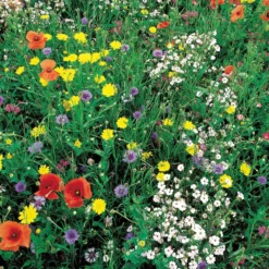 Wildblumenmischung (100 m²) - Ein Blütenmeer ganz leicht