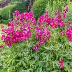 Wilde Malve 'Party Girl' - Rosa Blüten den ganzen Sommer