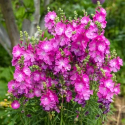 Wilde Malve 'Party Girl' - Rosa Blüten den ganzen Sommer