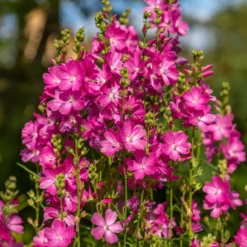 Wilde Malve 'Party Girl' - Rosa Blüten den ganzen Sommer