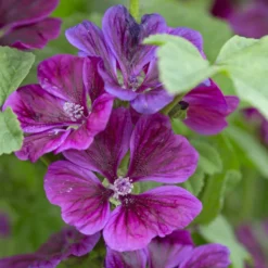 Wilde Malve - Violette Blüten den ganzen Sommer