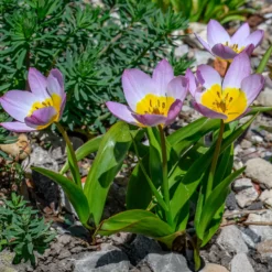 Wildtulpen bakeri Lilac Wonder (x10) - Zarte Farbtupfer im Frühling