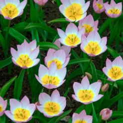 Wildtulpen bakeri Lilac Wonder (x10) - Zarte Farbtupfer im Frühling