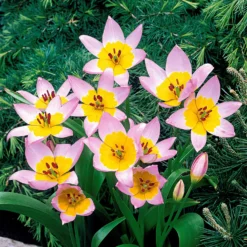 Wildtulpen bakeri Lilac Wonder (x10) - Zarte Farbtupfer im Frühling