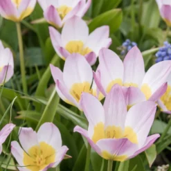 Wildtulpen bakeri Lilac Wonder (x10) - Zarte Farbtupfer im Frühling