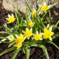 Wildtulpen Tarda (x10) - Sternform in Sonnengelb