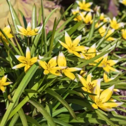 Wildtulpen Tarda (x10) - Sternform in Sonnengelb